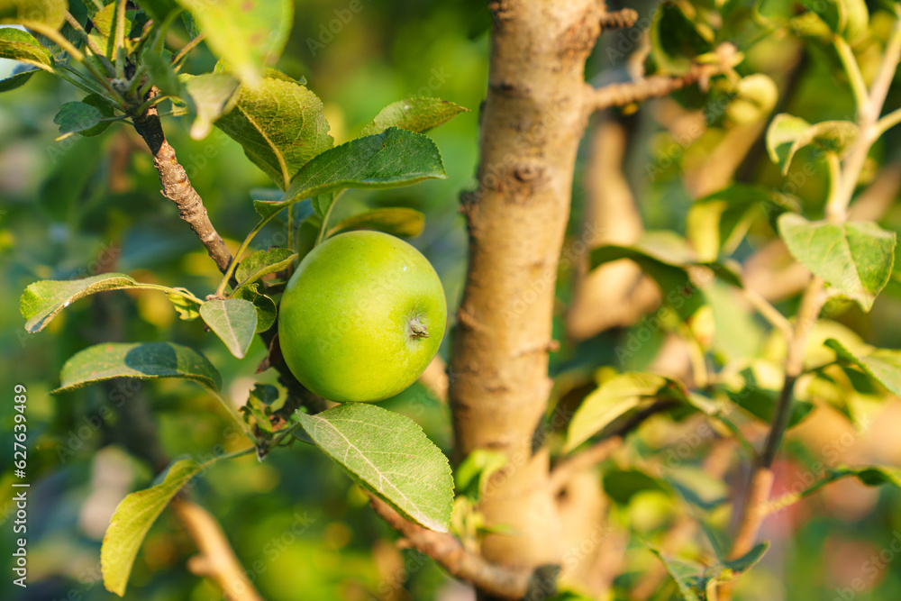 green apples on the branches of a tree. 