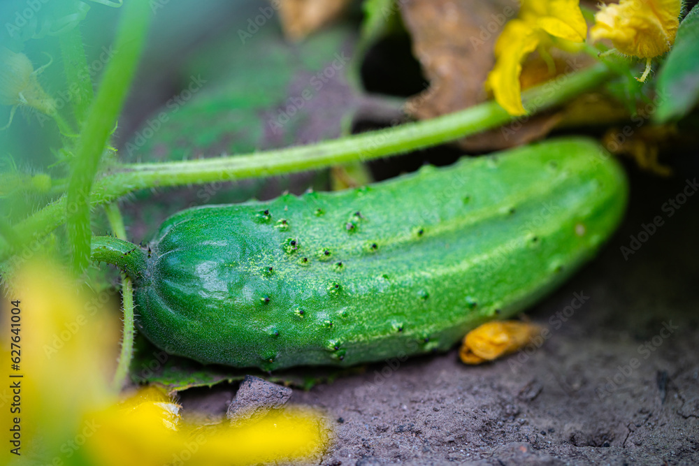 Obraz premium growing cucumber on a branch