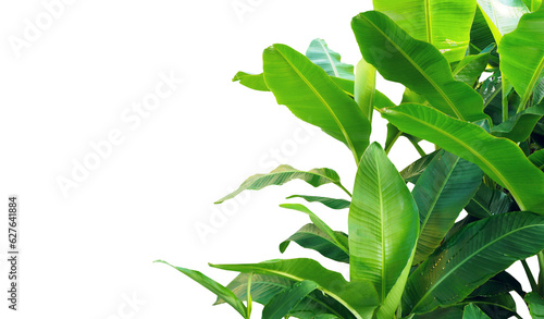 Print op canvas banana leaves isolated on white background.