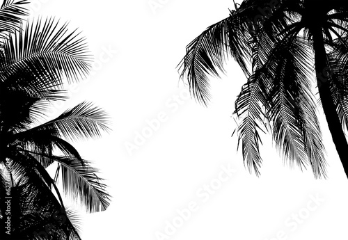 silhouette palm leaves or coconut tree on summer beach.