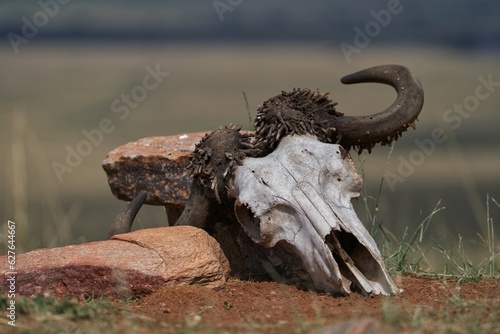 sheep