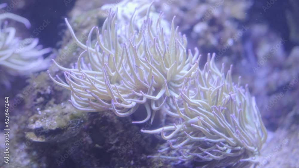 Beautiful life under water, corral and fish in blue clean water. Beautiful life under water, corral and fish in blue clean water.