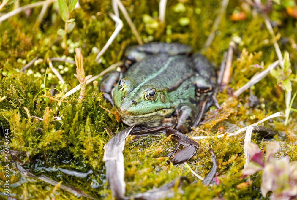 Fototapeta premium Green pond frog close-up. Amphibians in natural environment. 