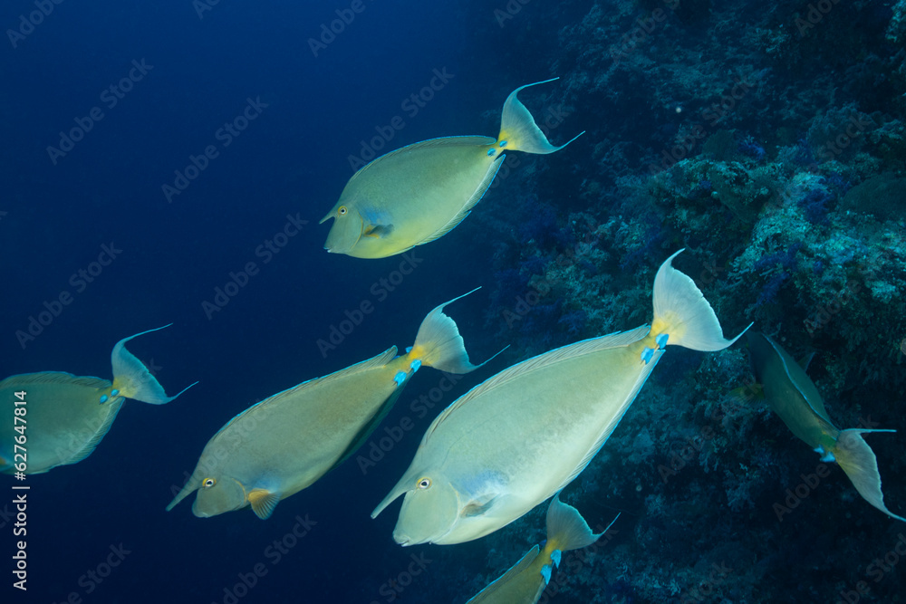 Fototapeta premium Flock of blue spine unicornfish