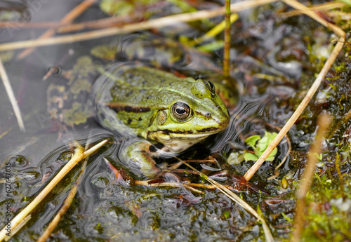 Green pond frog close-up. Amphibians in natural environment.
