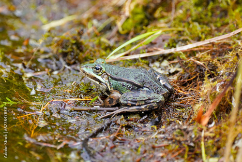Green pond frog close-up. Amphibians in natural environment. 