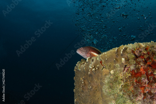 A Forster's hawkfish on a shipwreck