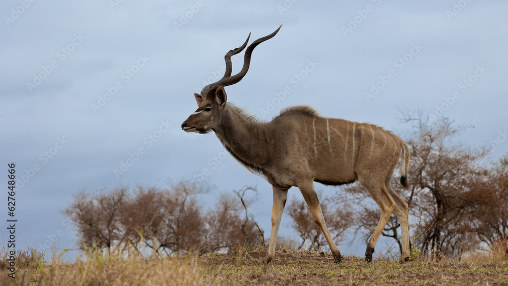 kudu bulls with spiral horns