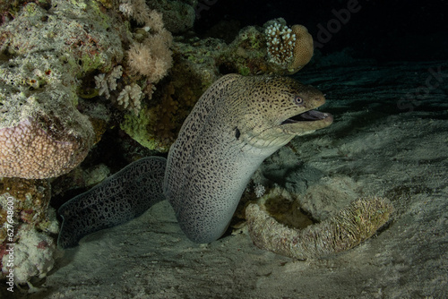 Giant moray (Gymnothorax javanicus) in the Red Sea photo