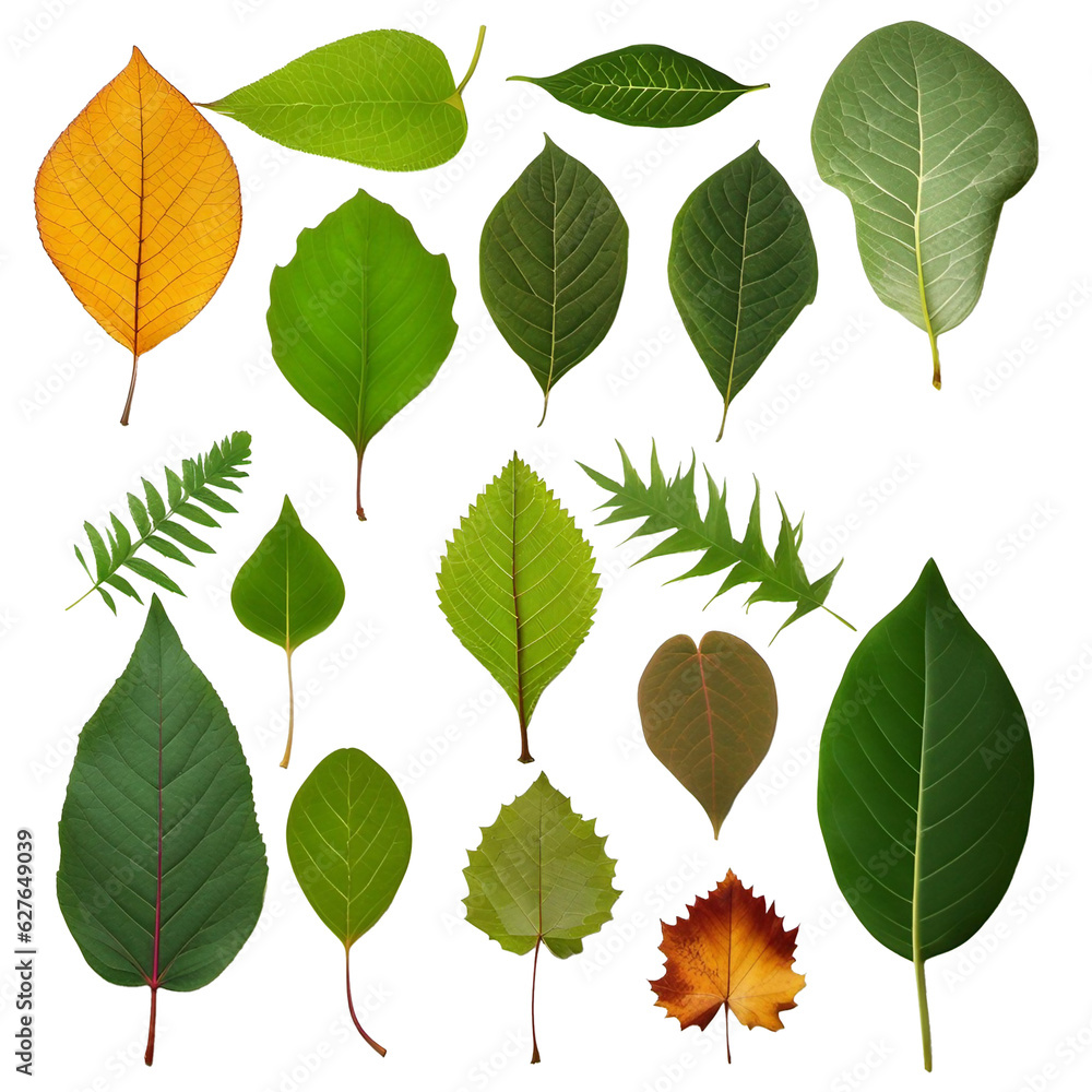 collection of green leaves on transparent background, set of leafs different seasons, tree leaf collection of green leaves on transparent background, set of leafs different seasons, tree leaf