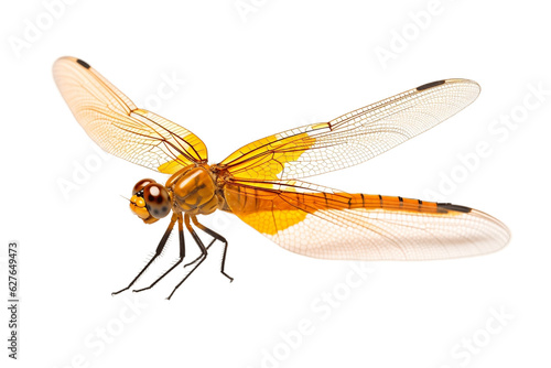 Orange Dragonfly side View Isolated on Transparent Background. Generative AI