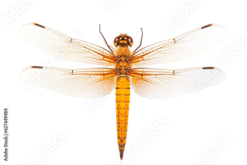 Orange Dragonfly Top View Isolated on Transparent Background. Generative AI © Haider