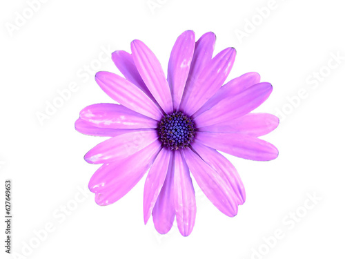 Close up of purple color African daisy flower with blurred green background.