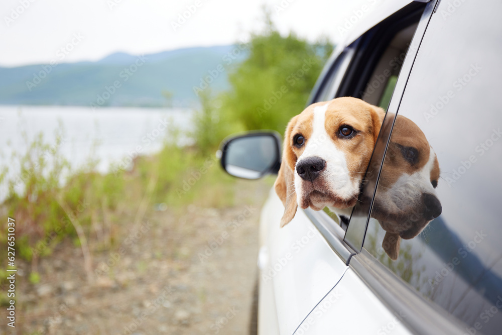 Cute dog beagle looks out of the car window. Summer trip to the seaside. The dog travels by car.