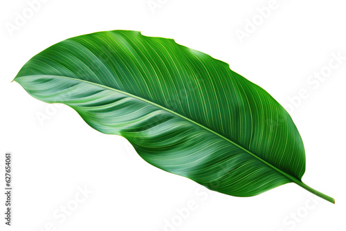 monstera leaf isolated