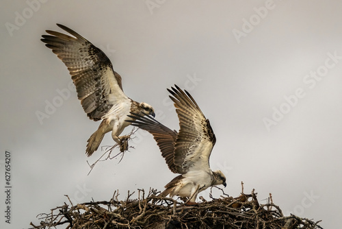 A pair of ospreys building a nest photo