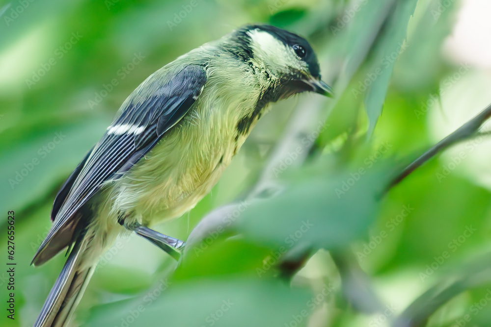 Obraz premium Little tit flew in to pose