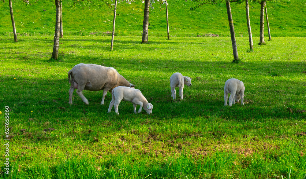 sheep graze on a green meadow sheep graze on a green meadow
