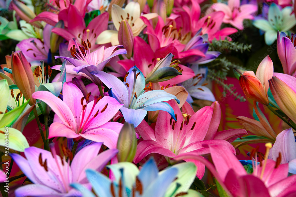 Fototapeta premium Multi-colored lily close-up