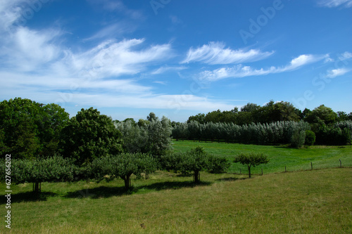 Landscape of green meadow