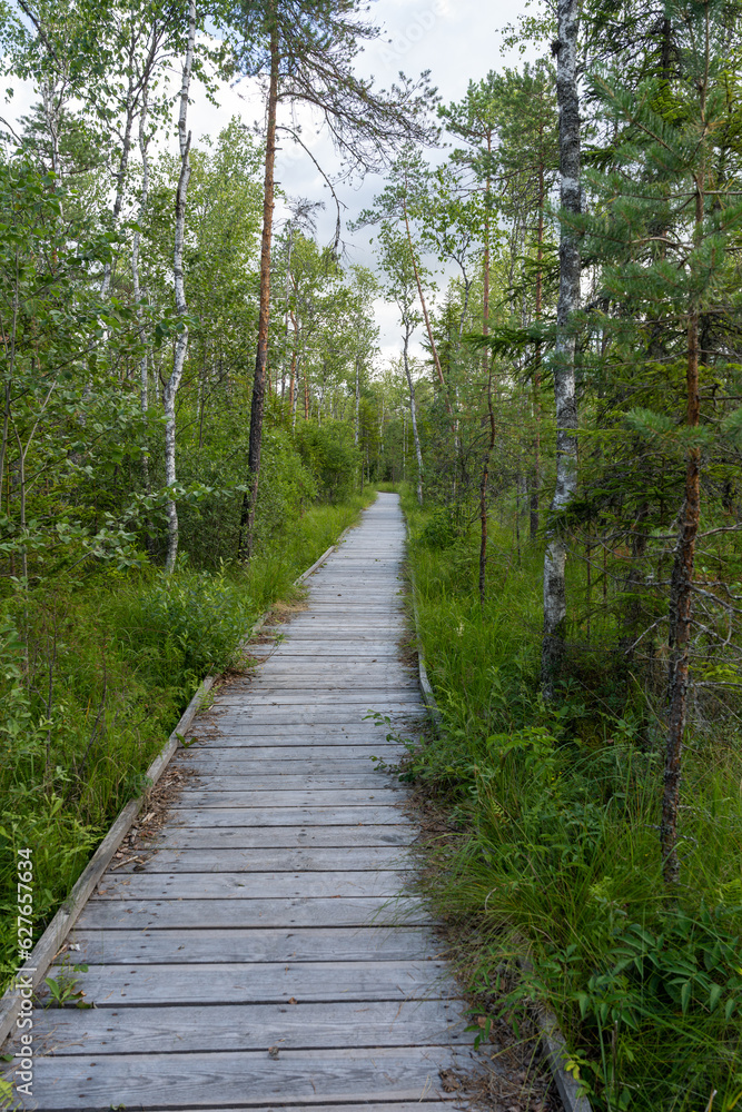 Bog footbridge through forest in summer Bog footbridge through forest in summer