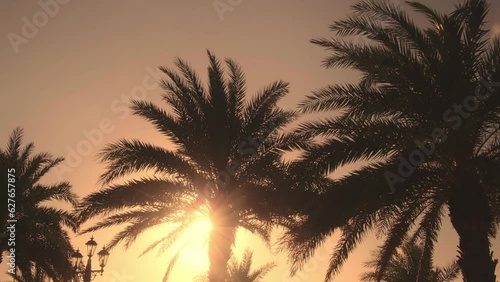 夕日に照らされるヤシの木