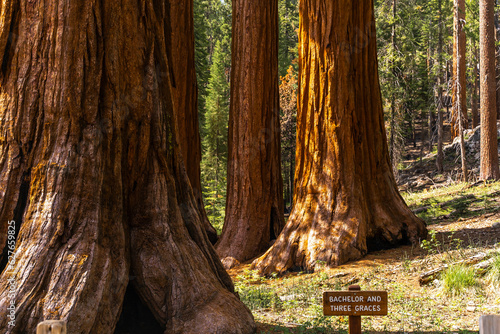 Bachelor and Three Graces in Mariposa Grove, Yosemite National Park, California
