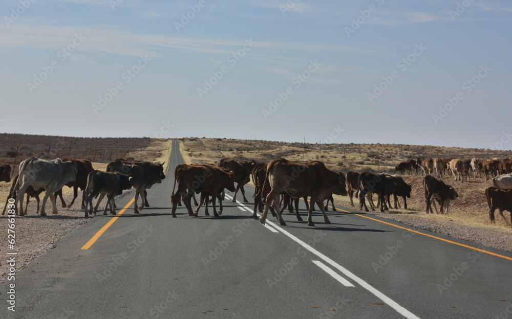 cows crossing the road