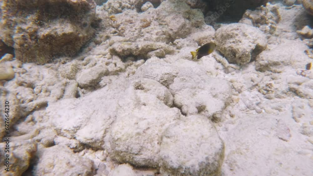 Lemon Damsel Fish Swimming Over Coral Reef in Sea Lemon Damsel Fish Swimming Over Coral Reef in Sea