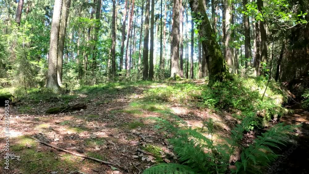 Mixed forest through which a stream flows in fantastic nature Mixed forest through which a stream flows in fantastic nature