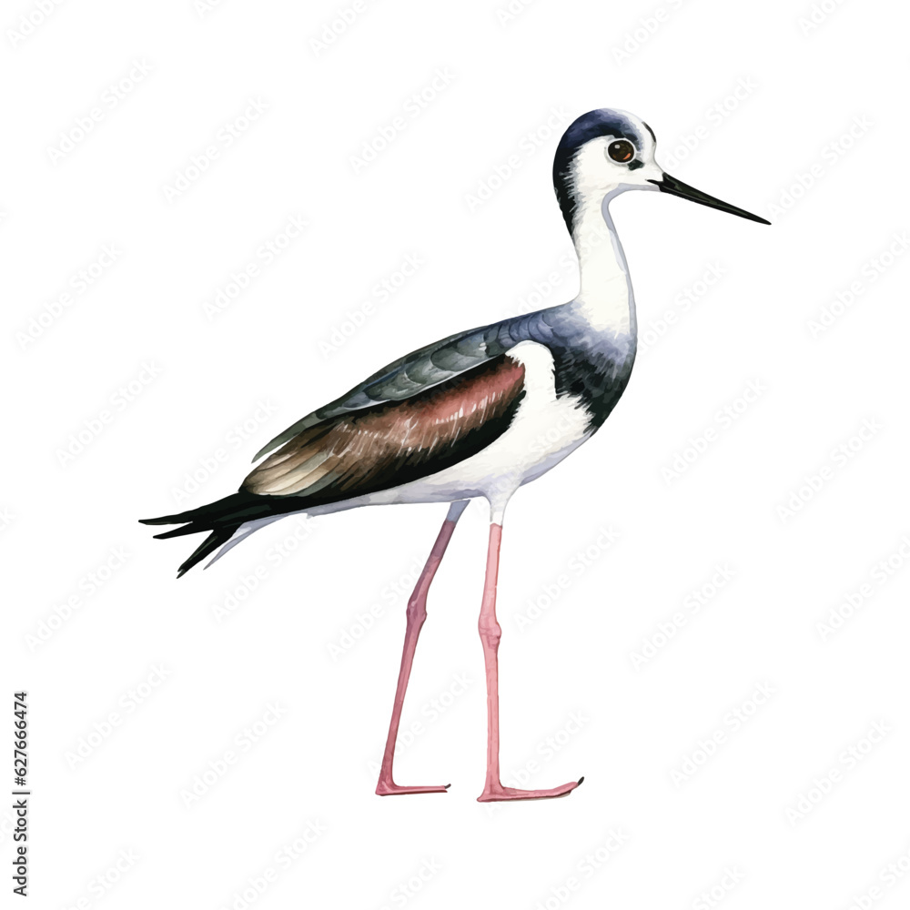 Black-necked Stilt watercolor paint Black-necked Stilt watercolor paint