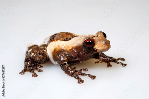 Pied warty frog // Flechtenmoosfrosch (Theloderma asperum)