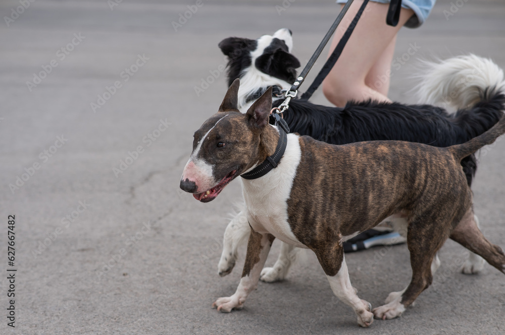 Woman walks 2 dogs. Close-up of female legs, border collie and bull terrier on leashes on a walk outdoors. 