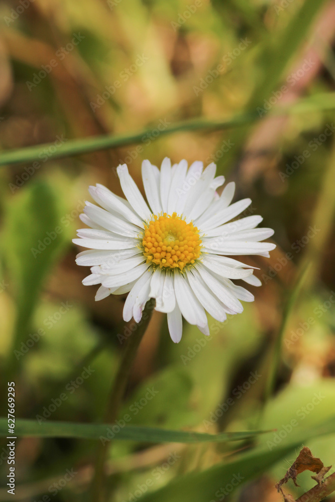 Natural Bellis Perennis Macro Photo Natural Bellis Perennis Macro Photo