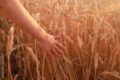 child holding hand over the wheat in the field