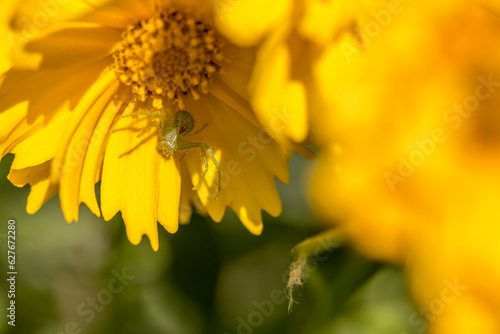Green spider   heriaeus hirtus  on a yellow flower