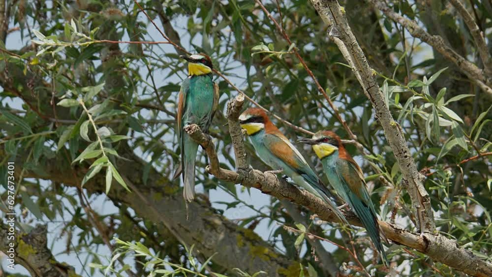 Three Eurasian bee-eaters resting perched on the branch of a tree and one flies off to hunt. Three Eurasian bee-eaters resting perched on the branch of a tree and one flies off to hunt.