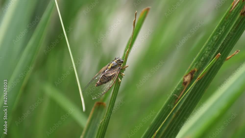 Closeup of cicada insect on green grass in New Zealand Closeup of cicada insect on green grass in New Zealand