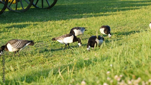 Barnacle Geese Scavenging Food on Juicy Green Grass - Golden Hour photo