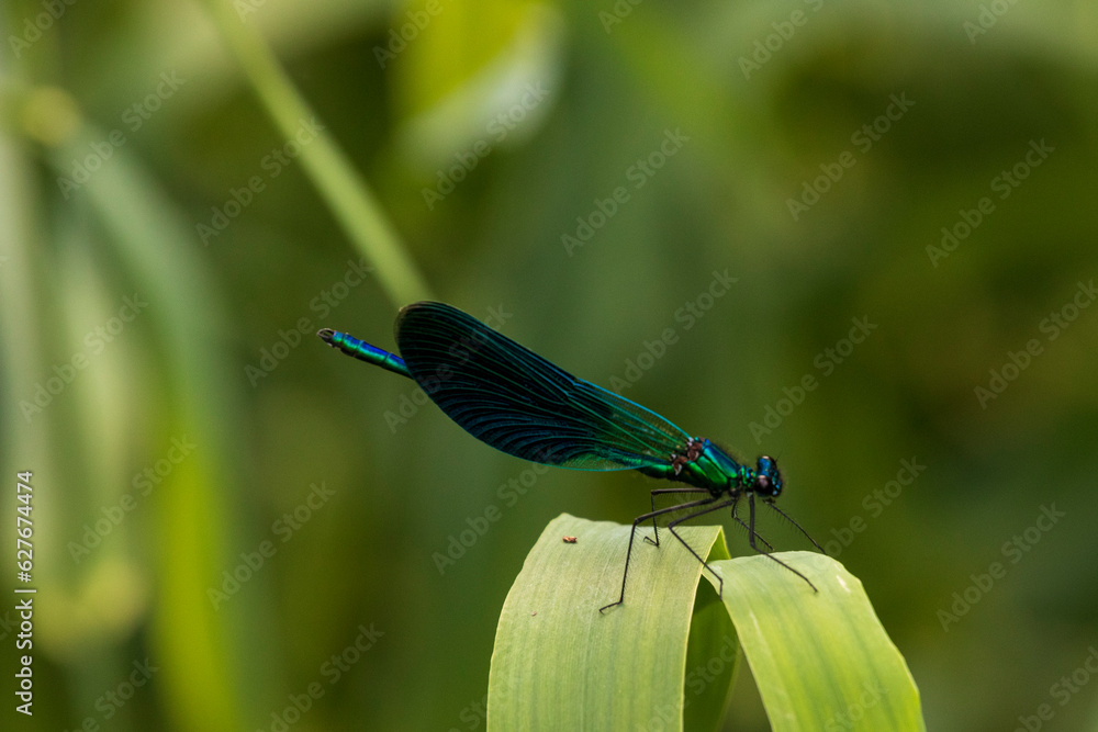 Dragonfly resting on a leaf at Krka national park in Croatia. Dragonfly resting on a leaf at Krka national park in Croatia.