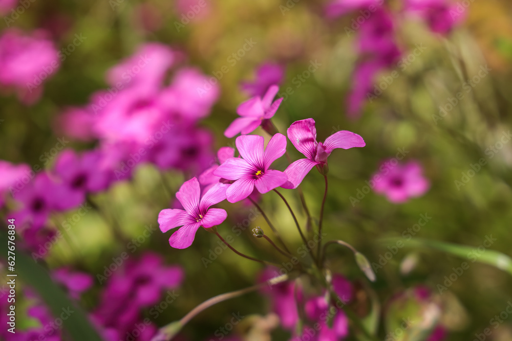 Oxalis articulata, known as pink-sorrel, pink wood sorrel, is a perennial plant species in the genus Oxalis native to temperate South America. It has been introduced in Europe in gardens.