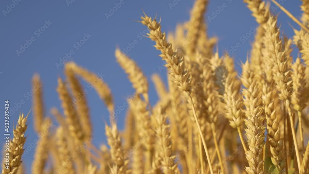Growing ripe wheat in agricultural field at blue sky background close up. Golden crop ears swaying from gentle wind. Work in agronomic farm for making business and production organic eco bio food Growing ripe wheat in agricultural field at blue sky background close up. Golden crop ears swaying from gentle wind. Work in agronomic farm for making business and production organic eco bio food