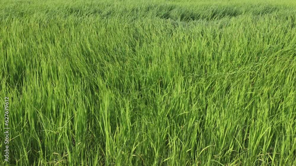 Grass swaying in the wind in a rice field. Agriculture concept growing rice plants in the Albufera of Valencia, Spain. Grass swaying in the wind in a rice field. Agriculture concept growing rice plants in the Albufera of Valencia, Spain.