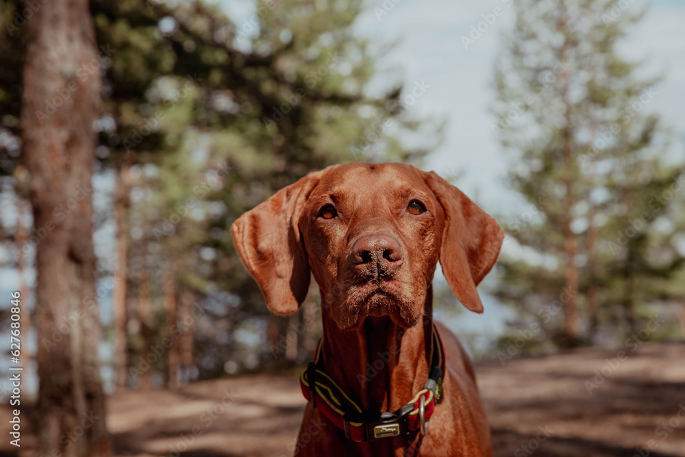 Portrait of beautiful red hunting dog on a sunny day