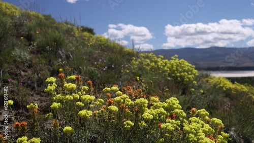 Wild Buckwheat in Northern Nevada Blowing in the Breeze - Shallow Depth of Field