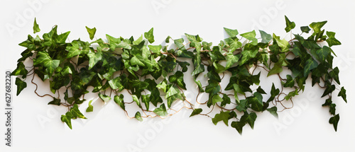A wall with ivy isolated on white background