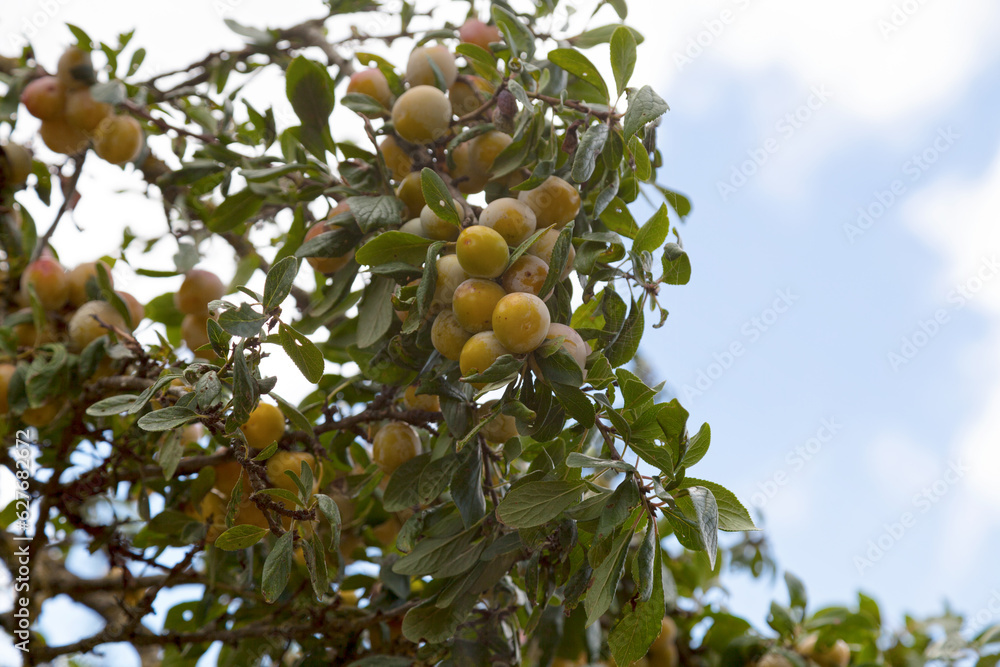Mirabelle plums still hanging from the tree