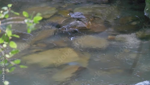 Pair of endangered blue duck or whio feeding and swimming in a pristine river in New Zealand photo