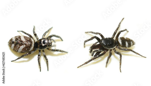 Salticus scenicus black and white zebra jumping spider male and female on white background