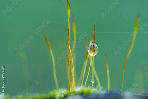 Precious drops of water from the morning dew covering an isolated plant of Ceratodon purpureus photo